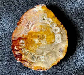 Crystallized Petrified Wood Slice