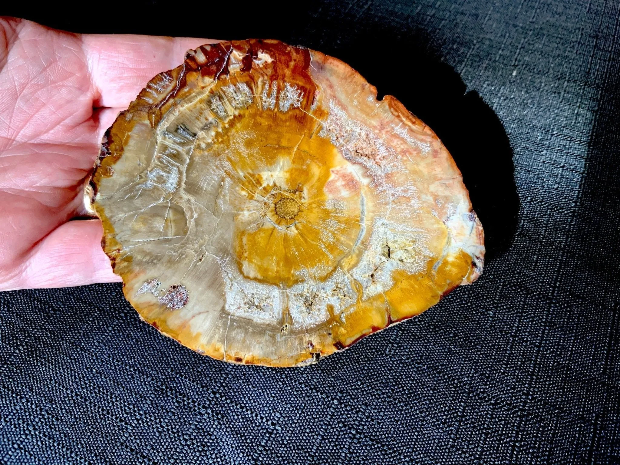 Crystallized Petrified Wood Slice