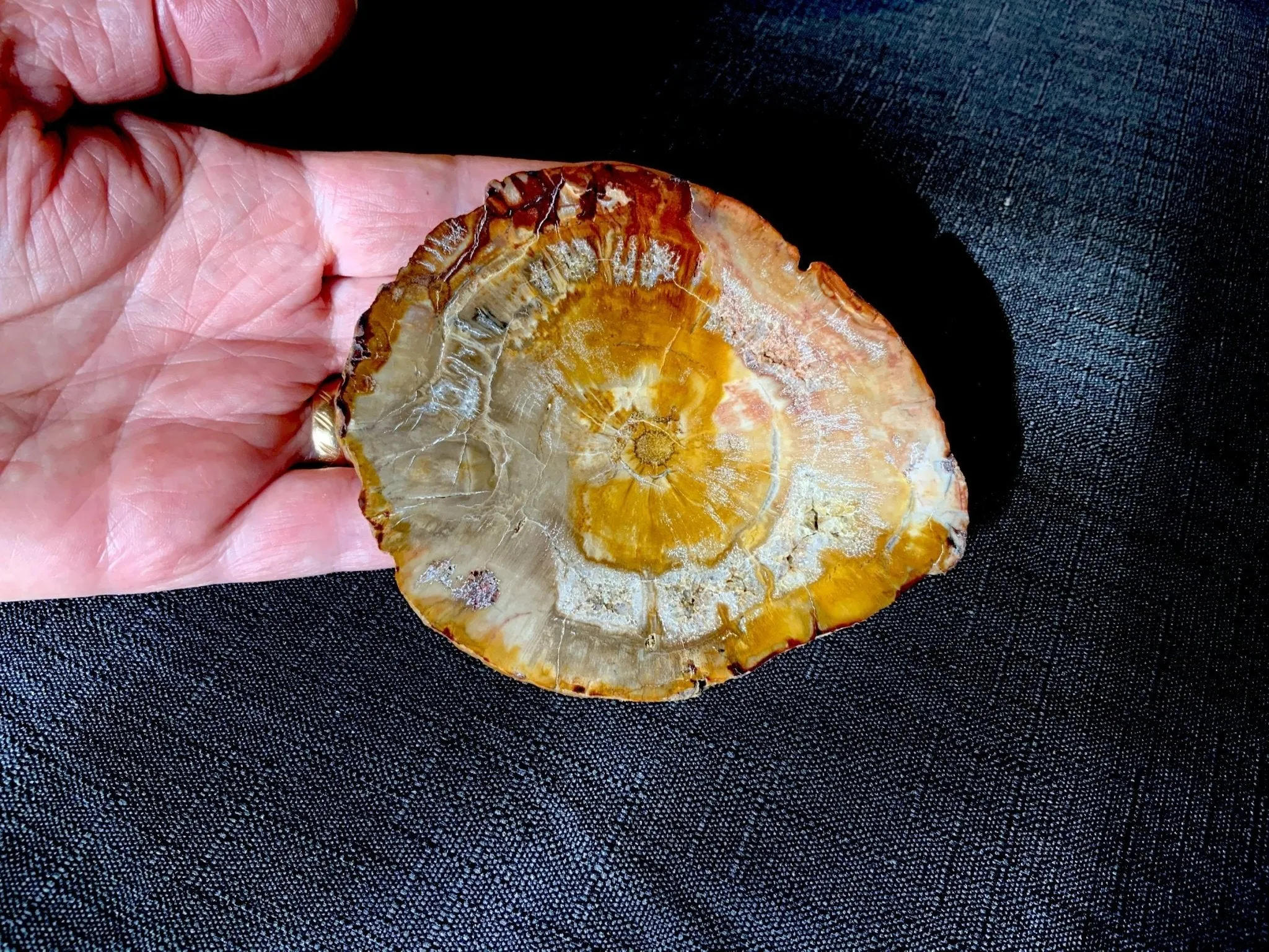 Crystallized Petrified Wood Slice